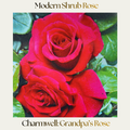 Modern Shrub — Charmwell: Grandpa's Rose