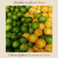 Citrus — Citrus Splitzer Lemon/Lime