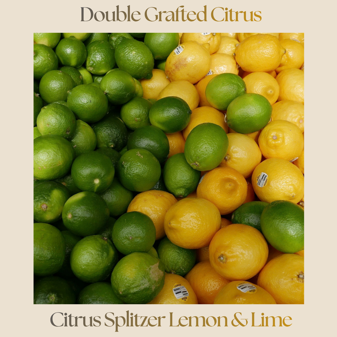Citrus — Citrus Splitzer Lemon/Lime