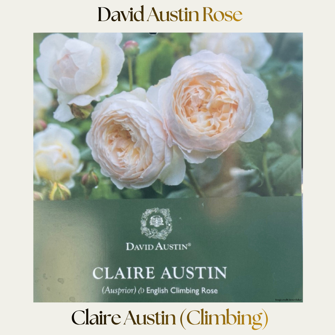 Climbing Rose — Claire Austin