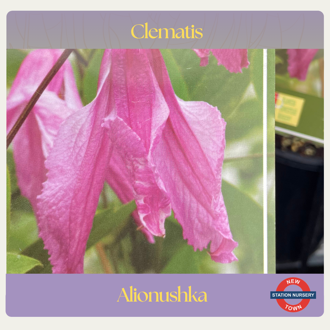 Clematis integrifolia — Alionushka