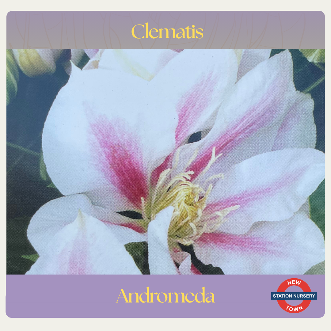 Clematis — Andromeda