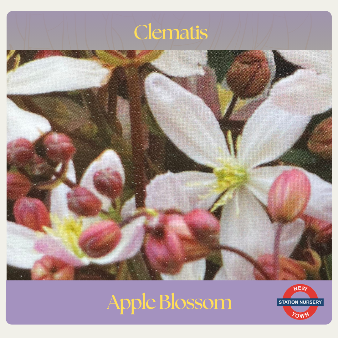 Clematis armandii — Apple Blossom
