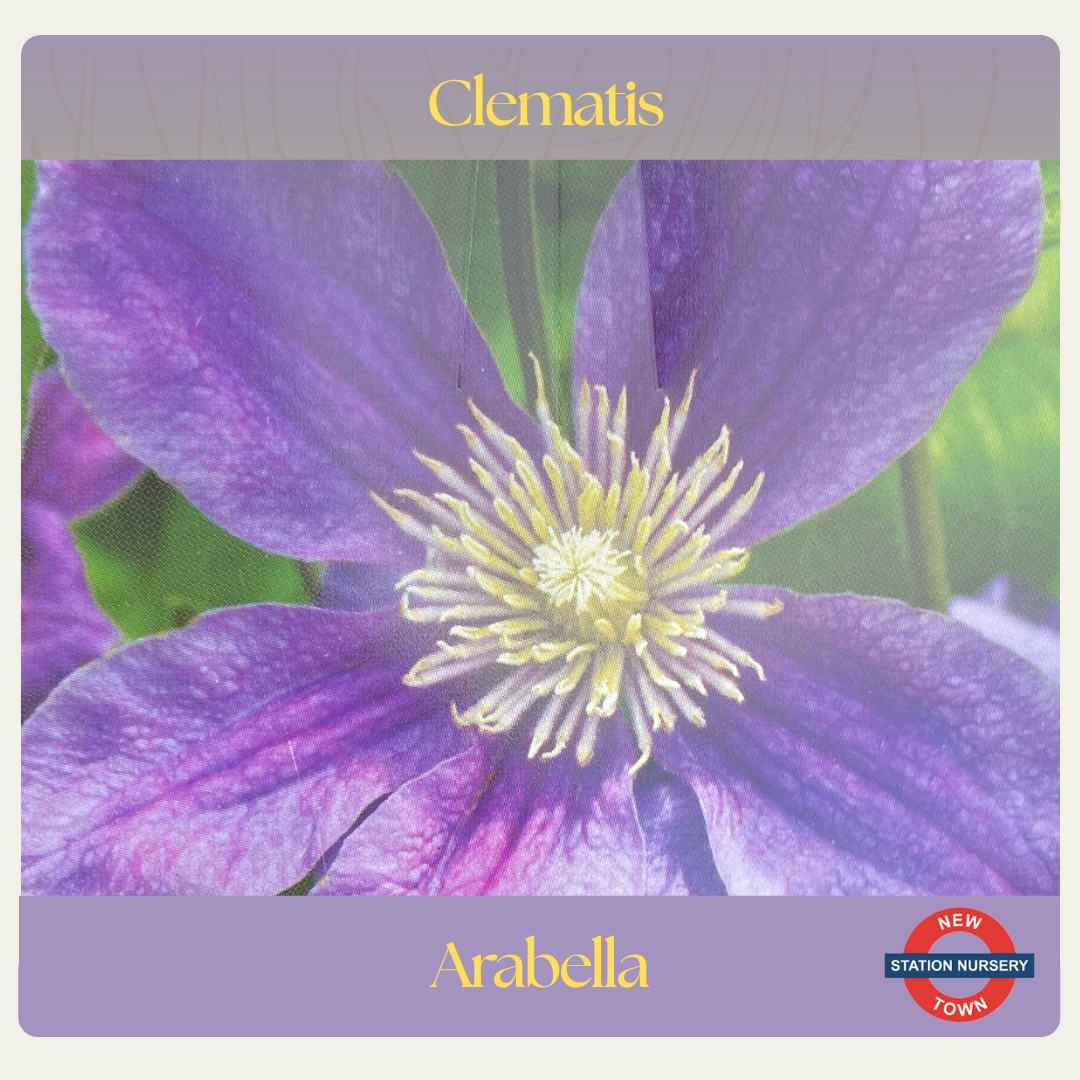 Clematis integrifolia — Arabella
