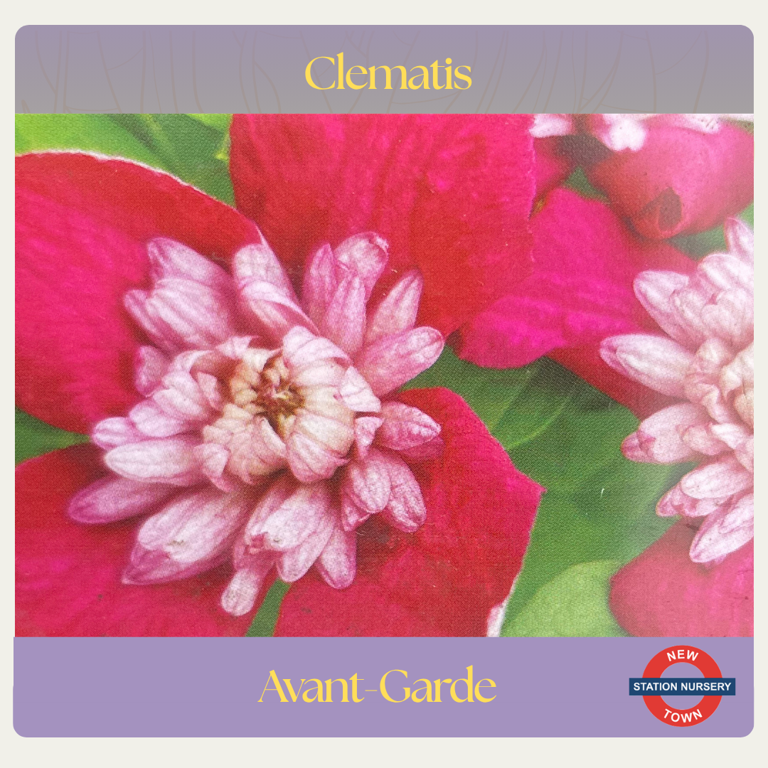 Clematis — Avant Garde™ Evipo033