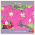 Clematis — Barbara Harrington