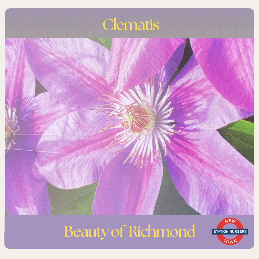 Clematis — Beauty of Richmond