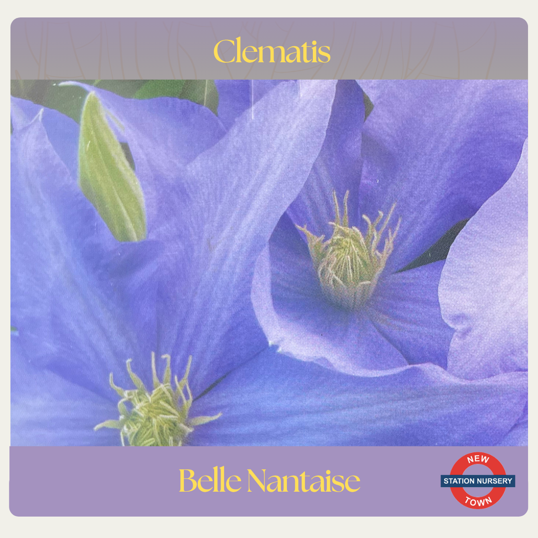 Clematis — Belle Nantaise
