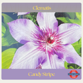 Clematis — Candy Stripe