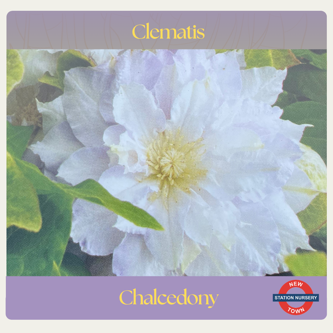 Clematis — Chalcedony