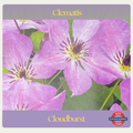 Clematis — Cloudburst