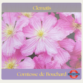 Clematis — Comtesse de Bouchaud