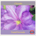 Clematis — Daniel Deronda