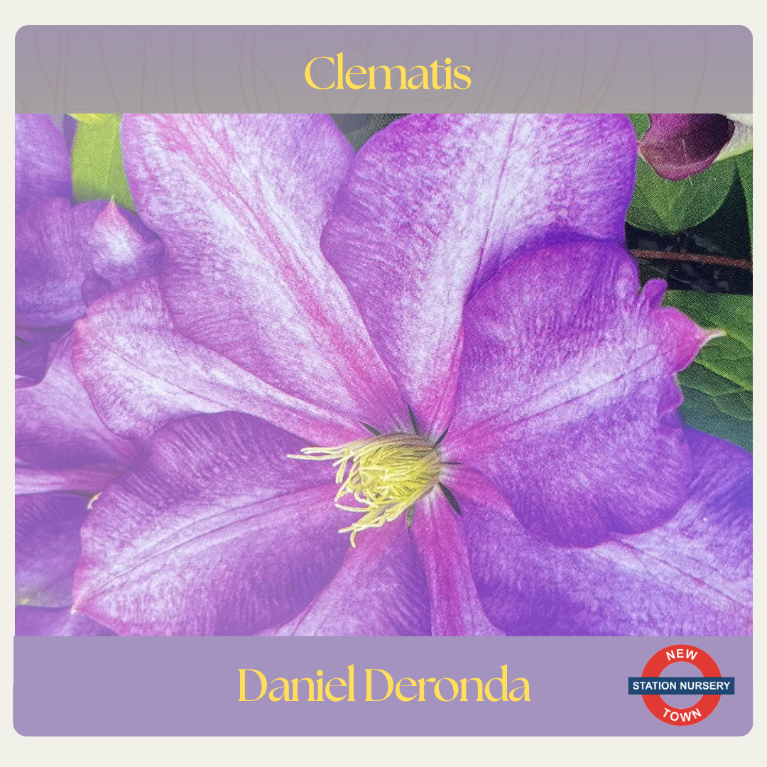 Clematis — Daniel Deronda