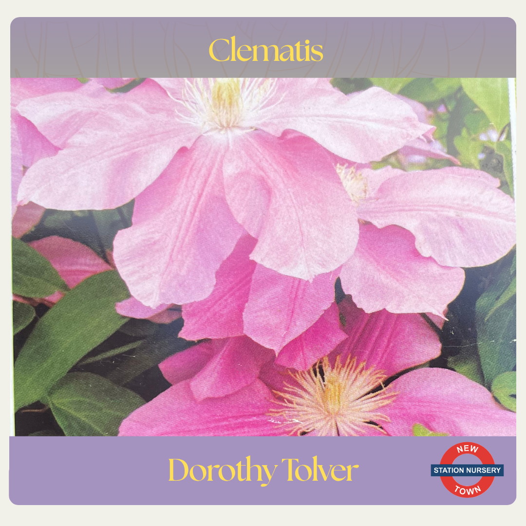 Clematis — Dorothy Tolver