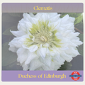 Clematis — Duchess of Edinburgh