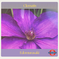 Clematis — Edomurasaki