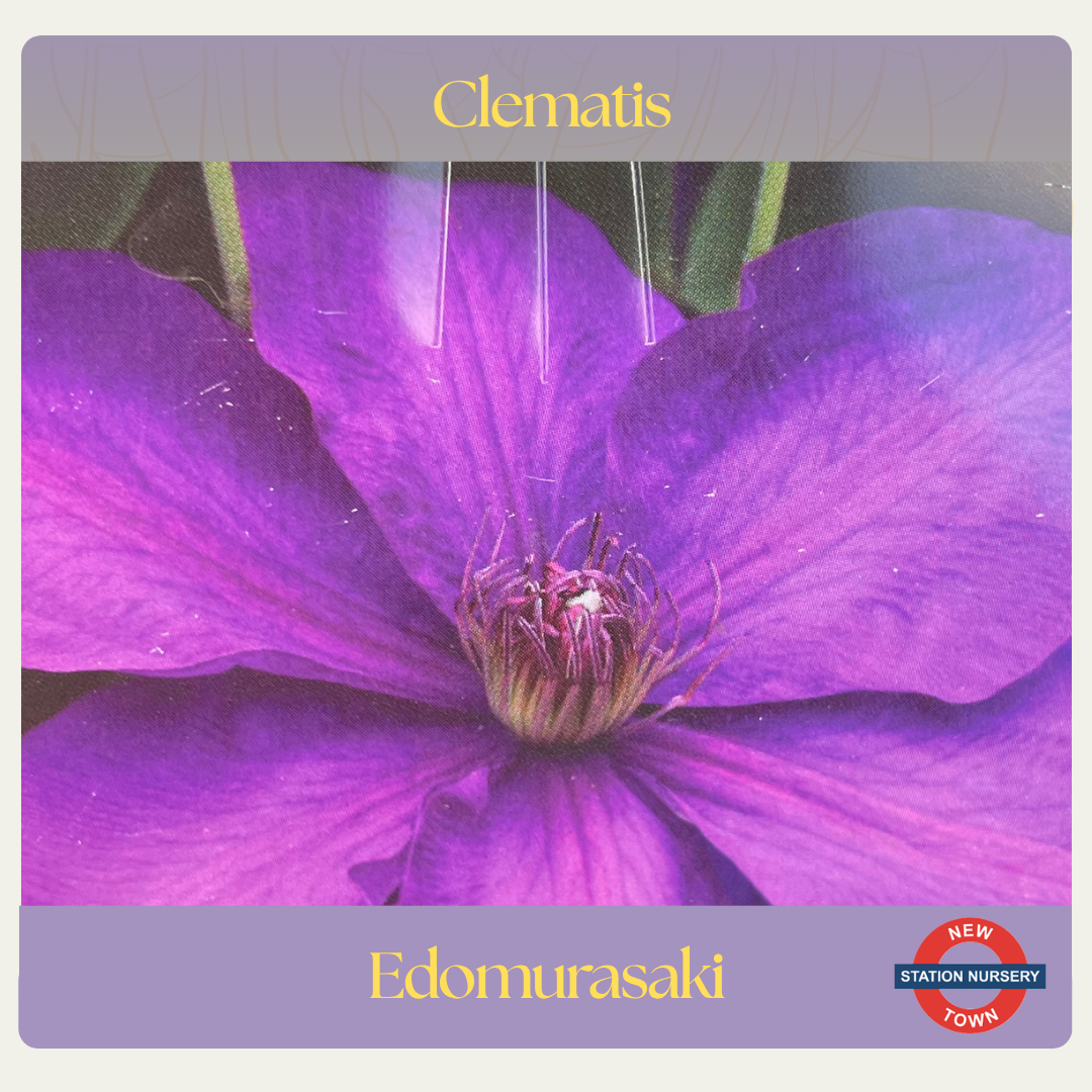 Clematis — Edomurasaki