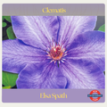 Clematis — Elsa Späth