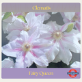 Clematis — Fairy Queen