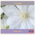 Clematis — First Love