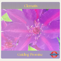 Clematis — Guiding Promise