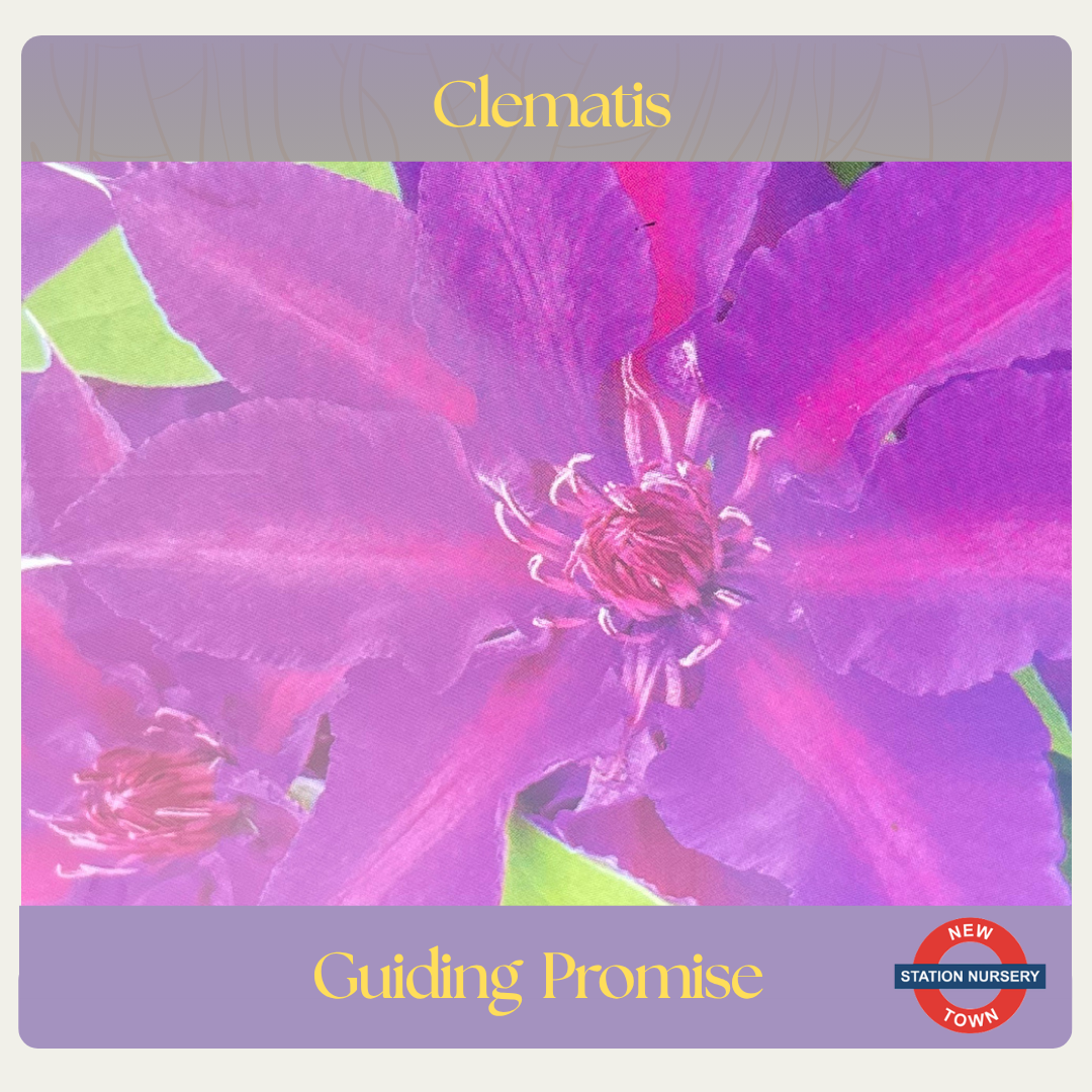 Clematis — Guiding Promise