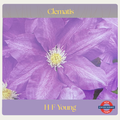 Clematis — H. F. Young