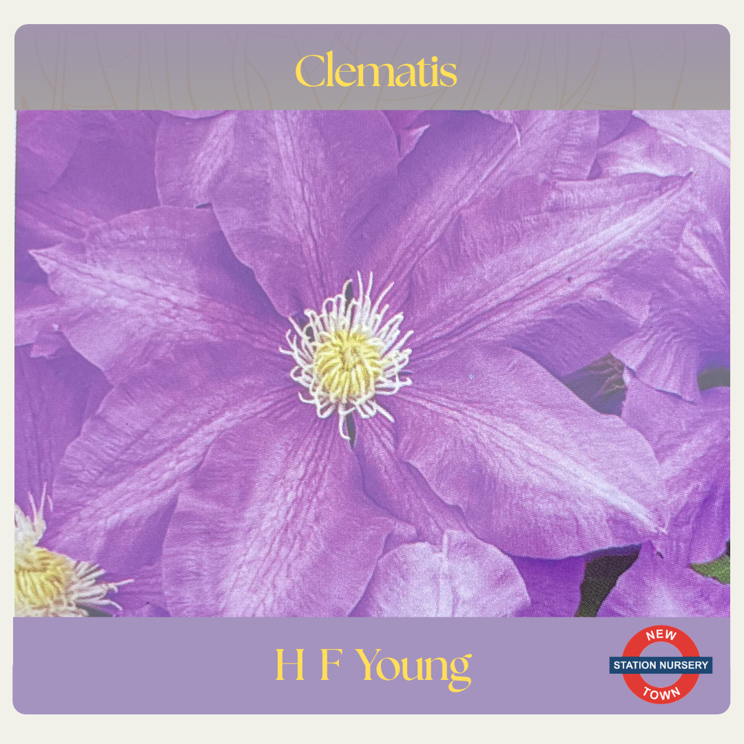 Clematis — H. F. Young