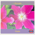 Clematis — Hania