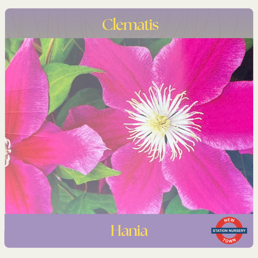 Clematis — Hania