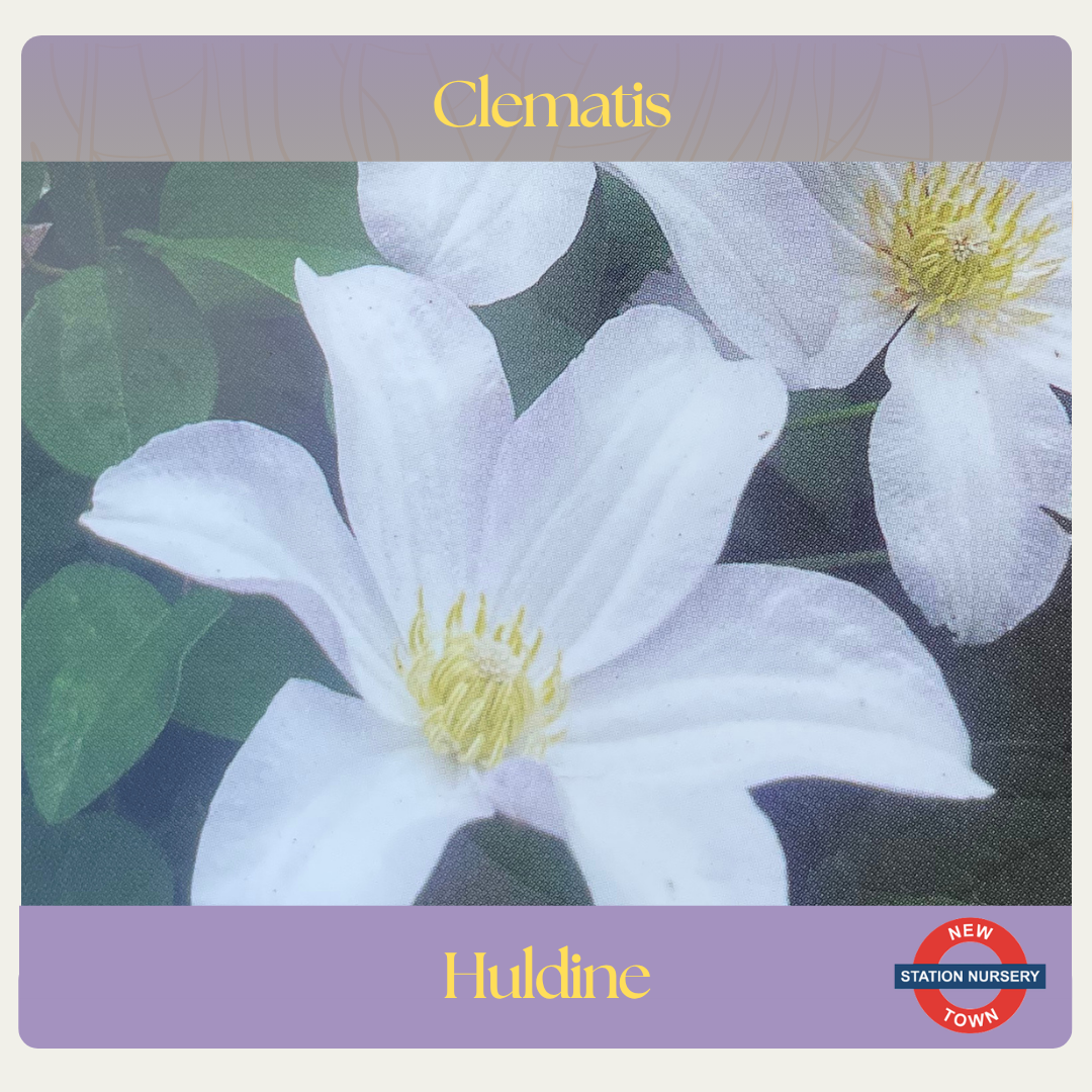 Clematis — Huldine