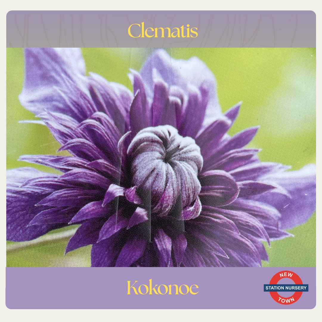 Clematis florida — Kokonoe