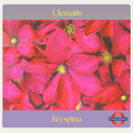 Clematis — Kryspina