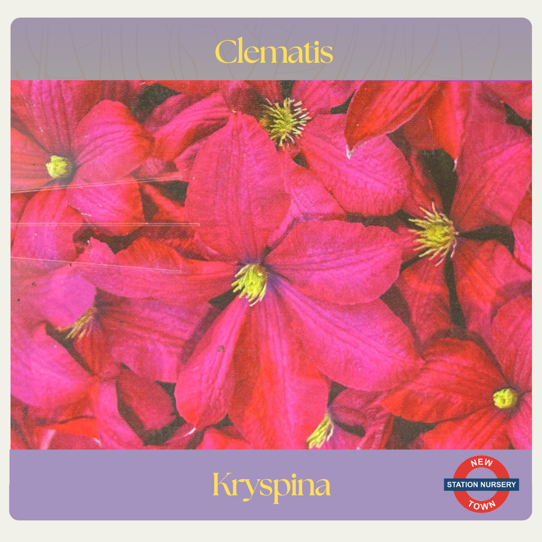 Clematis — Kryspina