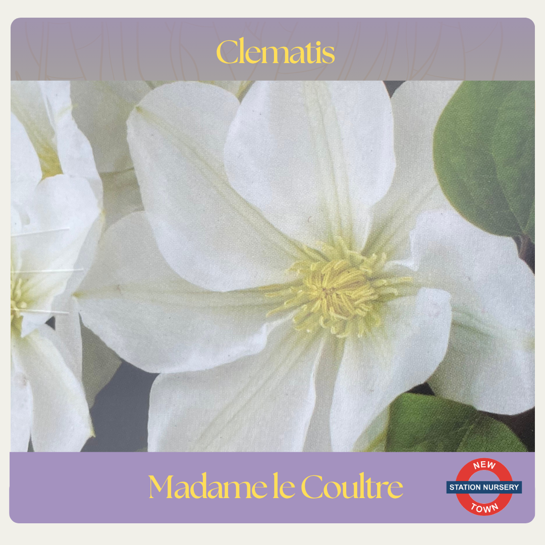 Clematis — Madame Le Coultre
