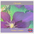 Clematis — Monte Cassino