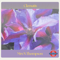 Clematis — Mrs N. Thompson