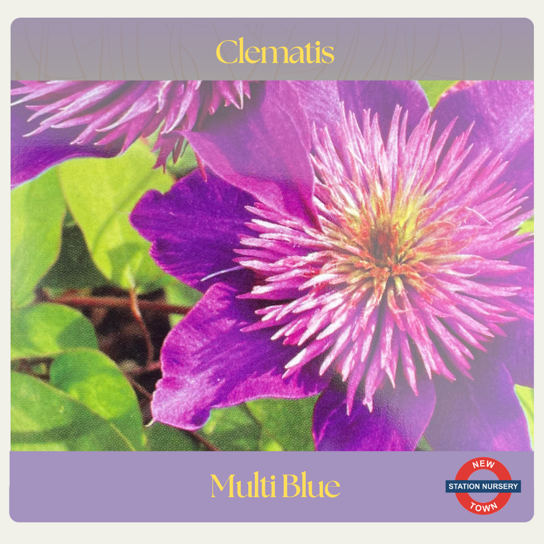 Clematis — Multi Blue