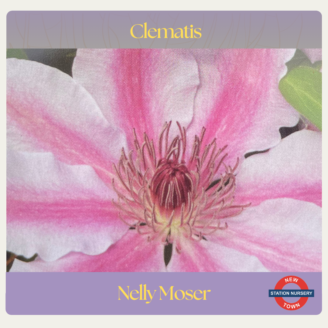 Clematis — Nelly Moser