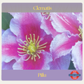 Clematis — Piilu