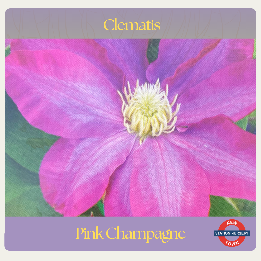 Clematis — Pink Champagne