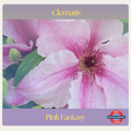 Clematis — Pink Fantasy