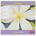 Clematis — Roko-Kolla