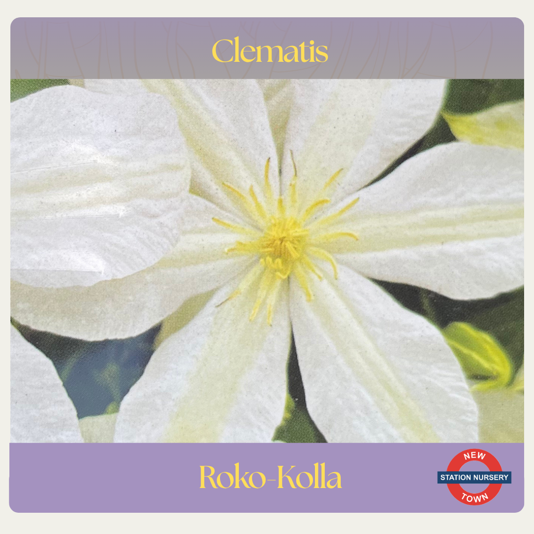 Clematis — Roko-Kolla