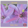Clematis — Ruby Glow