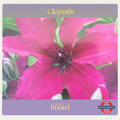 Clematis — Ruutel