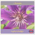 Clematis — Saphyra Indigo