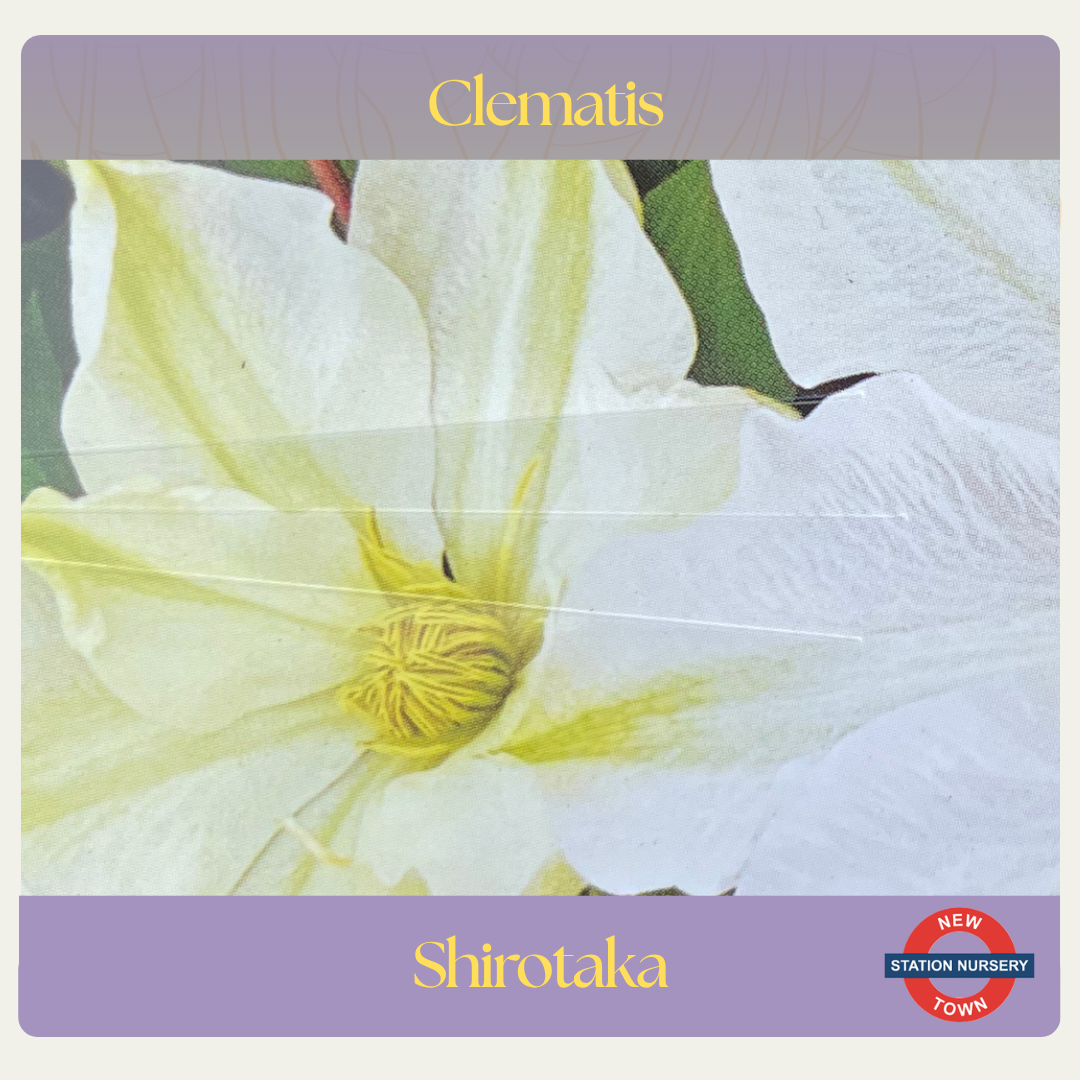 Clematis — Shirotaka