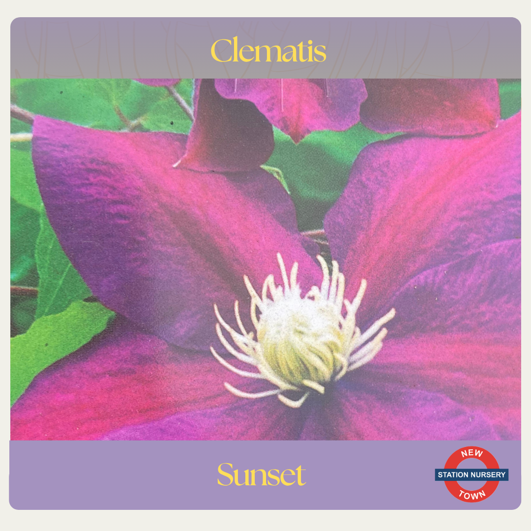 Clematis — Sunset